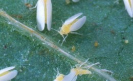 What to do if caterpillars are bred in tomatoes - popular ways to combat a pest