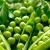 Harvest all year round without leaving your home: how to grow peas at home on a windowsill and what you need for this