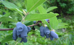 Is it possible to eat honeysuckle while losing weight and how is it useful?