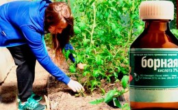Use of boric acid for plants: tomatoes, cucumbers, peppers and other crops