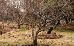 What cherry care should include in fall: a guide from experienced gardeners