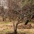 What cherry care should include in fall: a guide from experienced gardeners