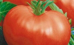 A tomato with huge fruits, proven for decades -