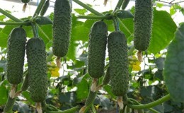 How to grow an