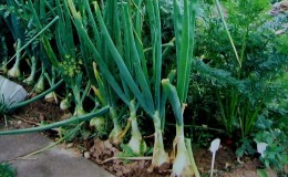 Planting onions before winter: is it possible to plant after carrots