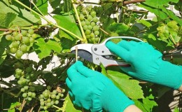 How to properly care for grapes in July: what to do, tips for novice winegrowers