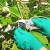 How to properly care for grapes in July: what to do, tips for novice winegrowers