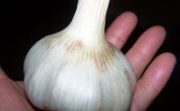 Top 30 best varieties of garlic, their photos with descriptions and help in choosing the right variety