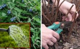 Spring processing of honeysuckle from pests and diseases