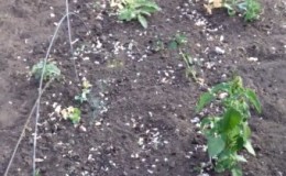 Useful tips for gardeners: what can be planted after peas and why it is so important to change the place of planting vegetables