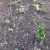Useful tips for gardeners: what can be planted after peas and why it is so important to change the place of planting vegetables