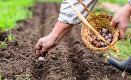 You don't know how to plant garlic - it doesn't matter: we will teach, show and tell all the secrets and subtleties