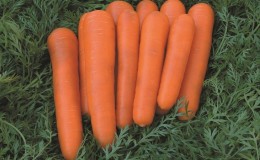 Mid-early carrot variety with a high carotene content: Children's sweet