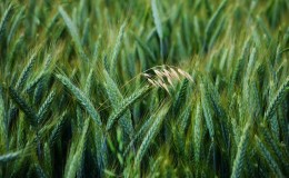 What are the types and varieties of oats