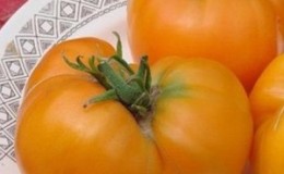 Why Farmers Love Orange Elephant Tomato So Much