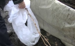 Features of warming grapes in Siberia: how to properly cover for the winter