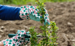 Gooseberry pruning: goals, timing, technology