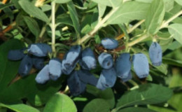 Early ripe frost-resistant honeysuckle variety Avacha