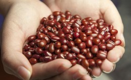 How and when to plant red beans for a better harvest