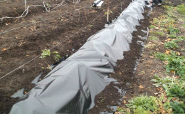 What are the ways to hide grapes for the winter in the middle lane