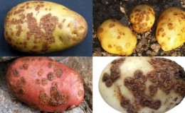 Detailed descriptions and effective treatments for potato diseases