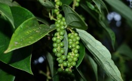 The benefits and harms of black pepper, as well as ways to use it in cooking, cosmetology and traditional medicine