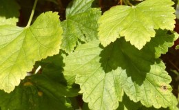 Why currants have pale leaves, what to do and how to fix it