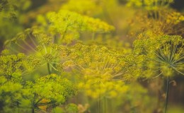 The best way to treat aphid dill