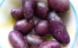 Amateur table potato variety