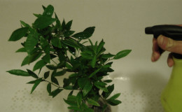 Why home-grown lemon doesn't bloom and what to do to fix it