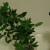 Why home-grown lemon doesn't bloom and what to do to fix it