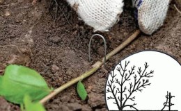 What are the advantages of multiplying honeysuckle by layering and how to carry out the procedure correctly