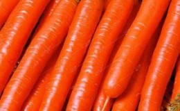 Unpretentious variety of carrots Vitamin 6