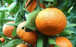 Growing Unshiu mandarin at home