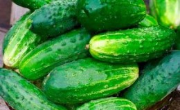 Ajax f1 cucumber hybrid review: features, advantages and disadvantages