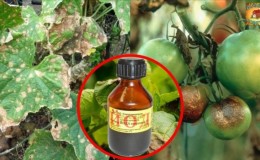 We fight the popular tomato disease with folk methods: how to treat tomatoes with iodine from late blight