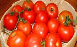 If you want to get a rich harvest of sweet tomatoes with a rich taste - plant an Irina tomato on the plot