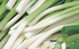 How to get a rich harvest of batun onions: growing and care, photo of a vegetable