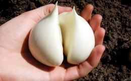 Giant garlic onion Anzur: description and characteristics