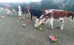 What is a fodder watermelon, who is it fed and how does it differ from the usual