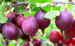 Large-fruited tasty gooseberry Serenade