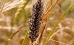 What to protect crops from: pests and diseases of wheat, photo and description