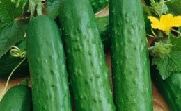 The nuances of preserving long cucumbers: is it possible to preserve Zozul's cucumbers for the winter and how to do it tasty and simple