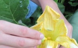 Instead of ovaries on a pumpkin, a barren flower - what to do and how to deal with it: we identify the causes of the problem and solve them