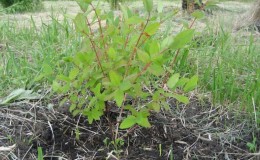 When and how to plant honeysuckle in autumn and what mistakes to avoid during planting