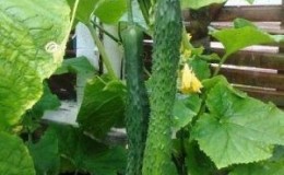 How to grow long cucumbers