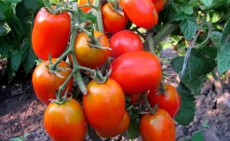 We get the maximum yield with the minimum expenditure of energy - tomato