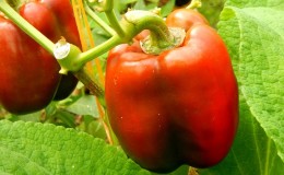 We grow on the site one of the most popular types of sweet pepper -
