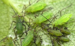 How to deal with melon aphids on cucumbers as quickly and efficiently as possible