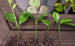 Rules for breeding mandarin cuttings at home
